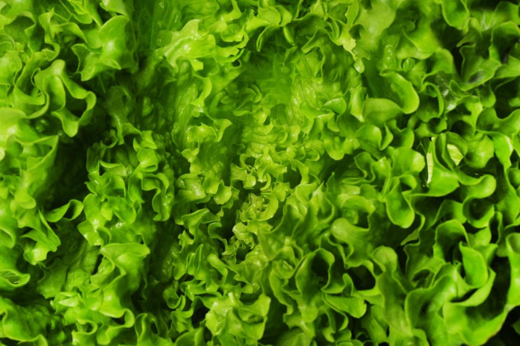 lettuce-closeup-texture-background.jpg