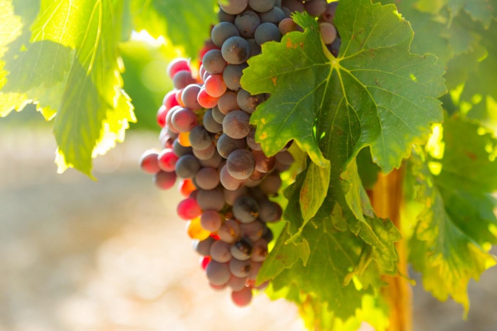 grapes-vineyards-plant-sunny-day.jpg