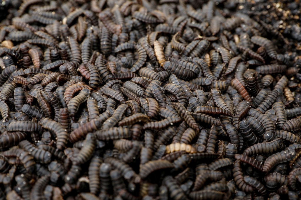 insect-pet-food-01.jpg